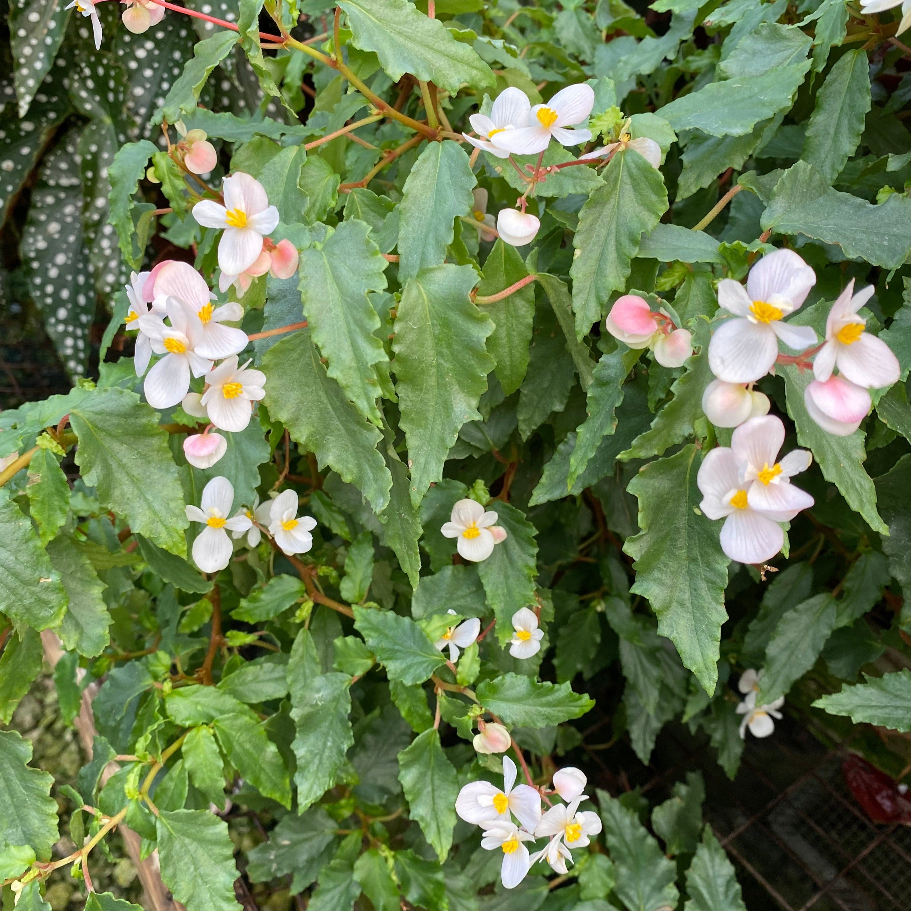 begonia succulent Begonia cubensis