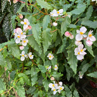 Begonia cubensis