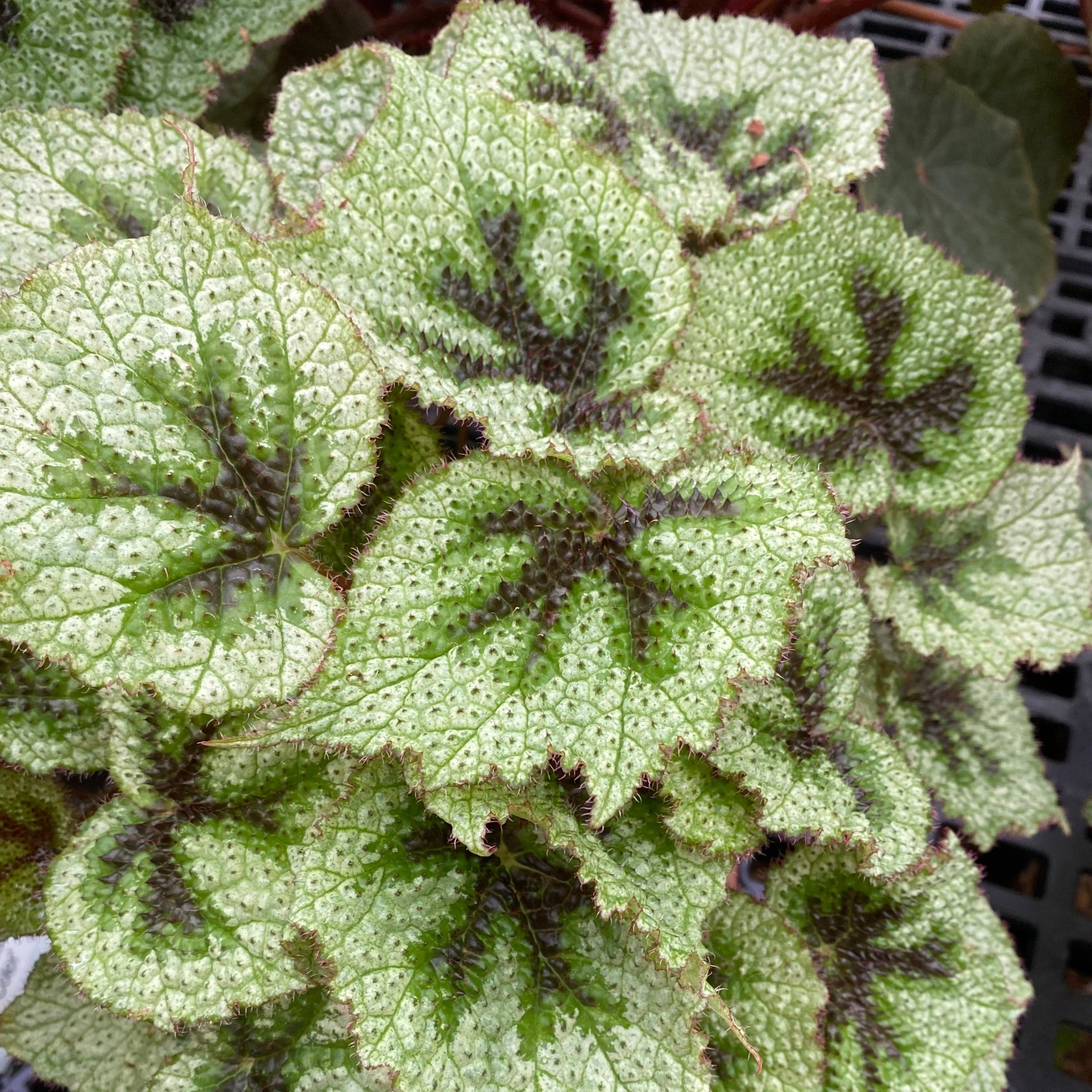 Begonia masoniana 'Tricolor' – Steve's Leaves