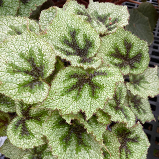 Begonia masoniana 'Tricolor'