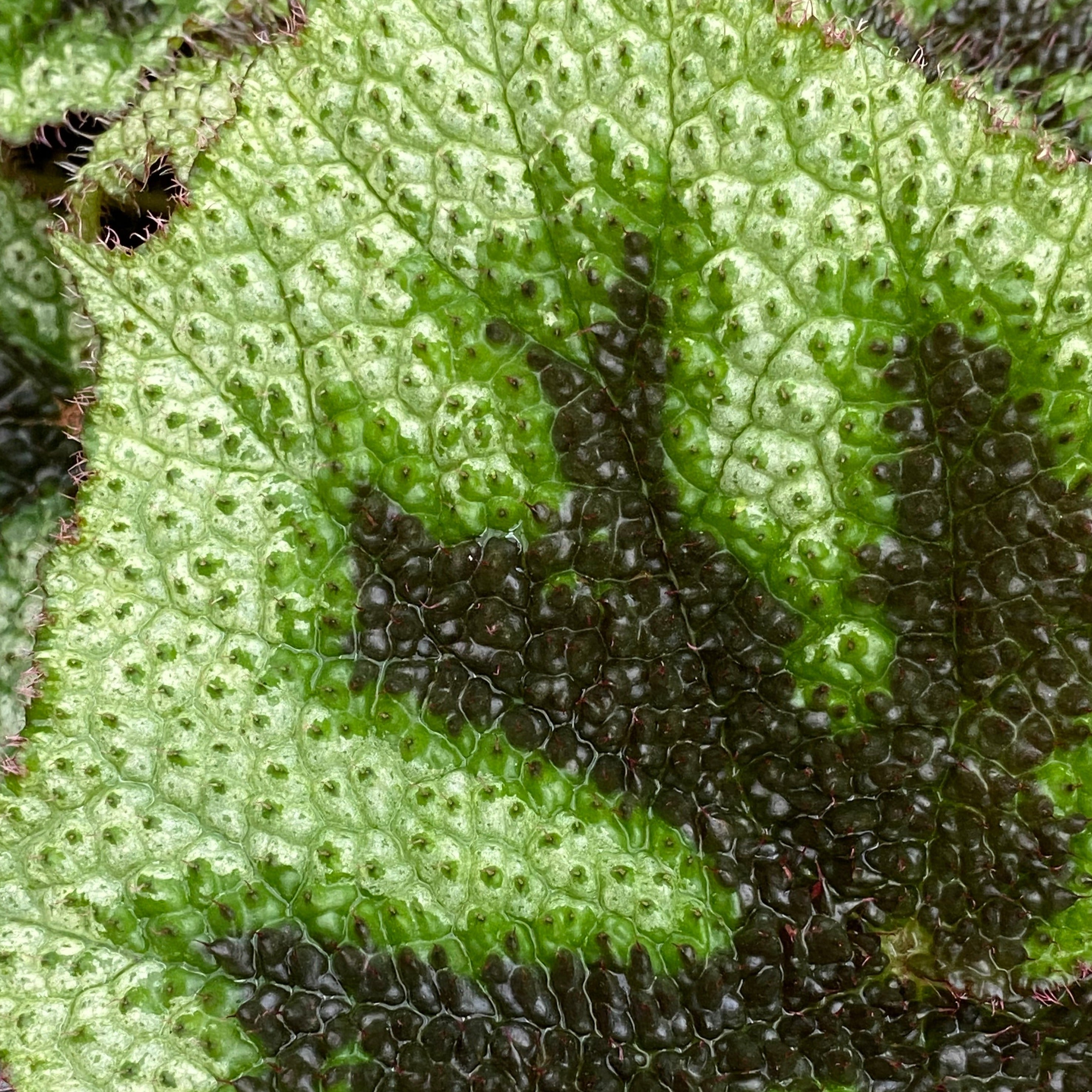 Begonia masoniana 'Tricolor' – Steve's Leaves