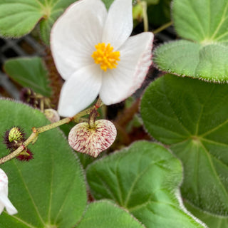 Begonia rubropilosa