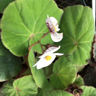 Begonia rubropilosa