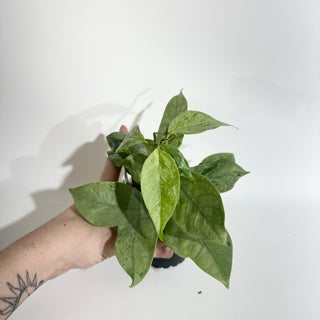 Hoya coriacea (silver) [#2001]