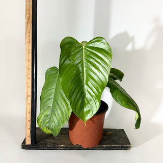 Philodendron genevievianum (Non-TC) [#2037]