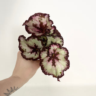 Begonia 'Sardanna' [#2152]