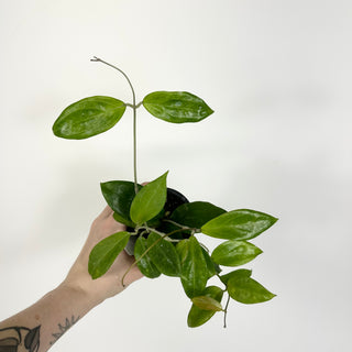 Hoya persiciana [#2192]