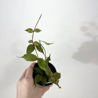 Hoya pusilla Malaysia [#2372]