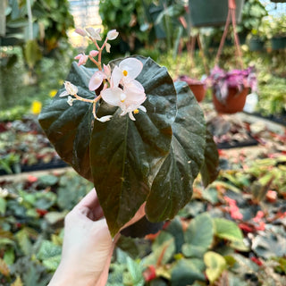 Begonia 'Harmony's Dark Matter'