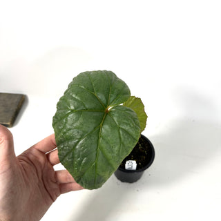 Begonia handelii [#2170]