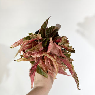 Begonia 'Ginny Galaxy' [#1737]