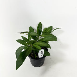Hoya cv. RHM 030-11 (lucardenasiana x sp. Pola) [#1979]