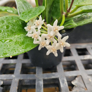 Hoya australis