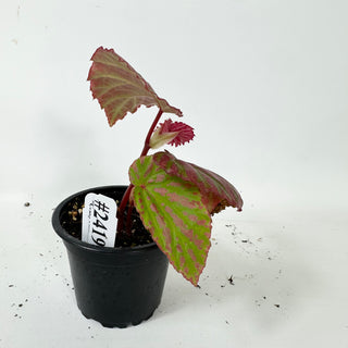 Begonia "Crazy Pink" [#2419]