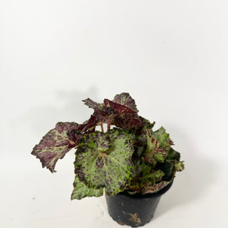 Begonia 'Lota Rose' [#2056]