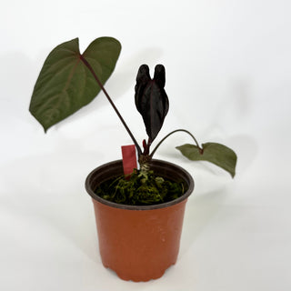 Anthurium 'Zara' x 'Amelia's Delight' [#1256]