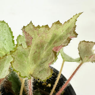 Begonia 'Madhatter' [#2376]