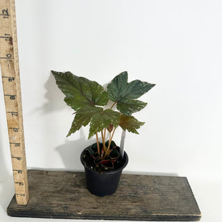 Begonia 'Gryphon' [#2153]