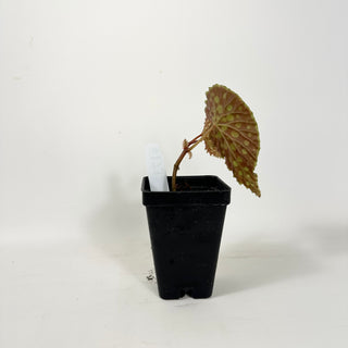 Begonia chlorosticta [#1732]