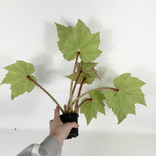 Begonia 'Ricinifolia' [#2127]