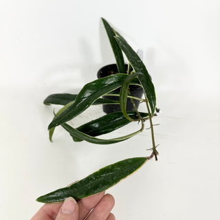 Hoya sulawesiana albo marginata [#2163]