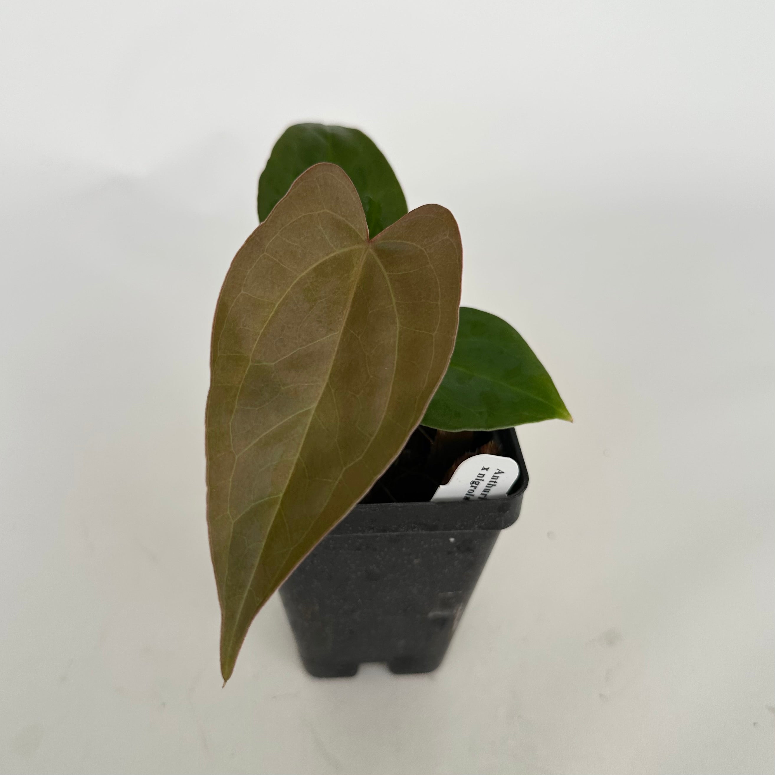 anthurium nega Anthurium 'Not The Mama'/forgetii x nigrolaminum 'Gigi'