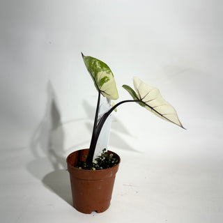 Alocasia plumbae variegata (Black Stem) [#1941]