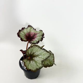 Begonia 'Steve Rosenbaum' [#2146]