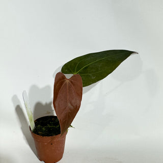 Anthurium 'Ace of Spades'/papillilaminum x self - Seedling [#1895]