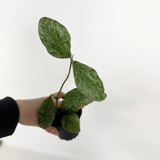 Hoya waymaniae 'Cloudy Sky' [#2293]