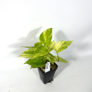 Epipremnum aureum 'Alta Voltagem' [#2165]