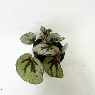 Begonia lanternaria [#2008]