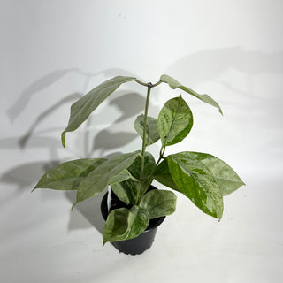 Hoya coriacea (silver) [#1913]