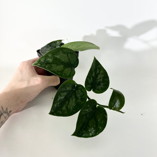 Scindapsus pictus 'Black Mamba' [#2049]