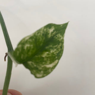 Epipremnum pinnatum "White Ghost" (Variegated Cebu Blue)