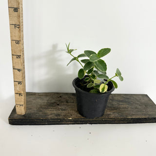 Hoya cumingiana albo-marginata [#2303]