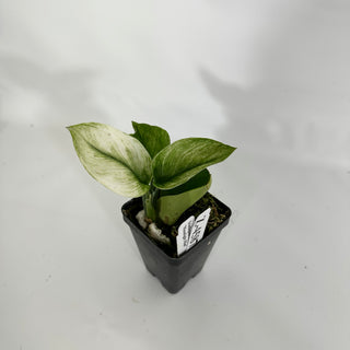 Z-4587 - Scindapsus treubii 'Moonlight Mint'