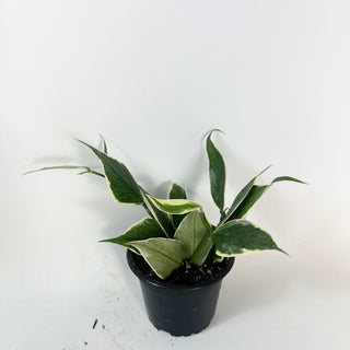 Hoya polyneura (outer variegated) [#2426]