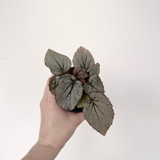 Begonia 'Rice Paper' [#2045]