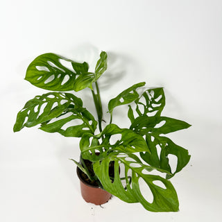 Monstera esqueleto [#2345]