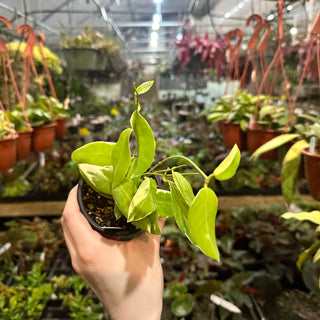 Hoya pimenteliana (outer variegated)