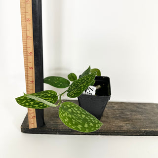 Z-5215 - Scindapsus pictus "Green Form" (Hassk)