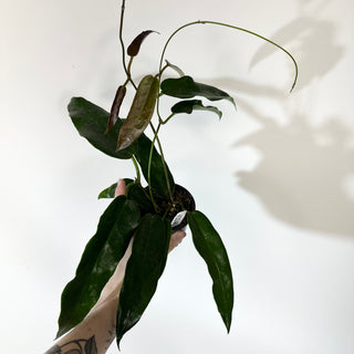 Hoya macgillivrayi [#2140]