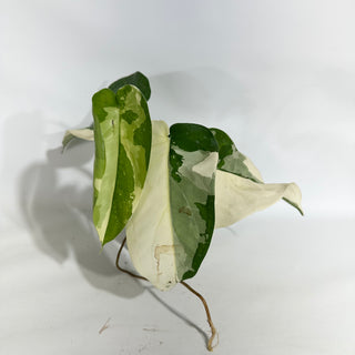 Syngonium chiapense variegated [#1953]