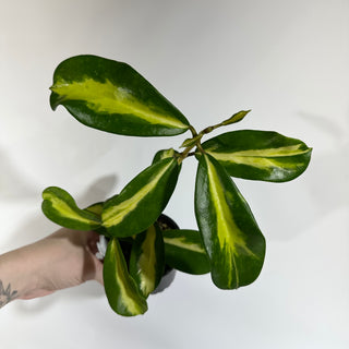 Hoya diversifolia (inner variegated) [#1863]