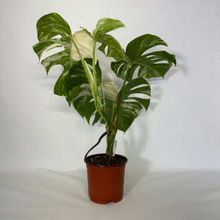 Z-4551 - Monstera deliciosa var. borsigiana albo-variegata