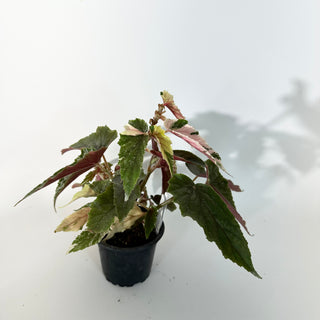 Begonia 'Ginny Galaxy' [#2245]