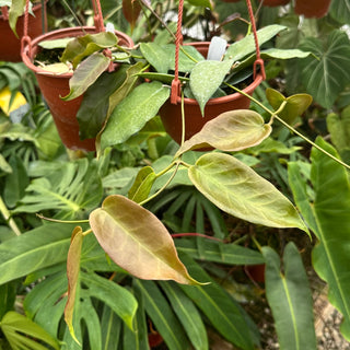 Hoya 'Kaimuki'