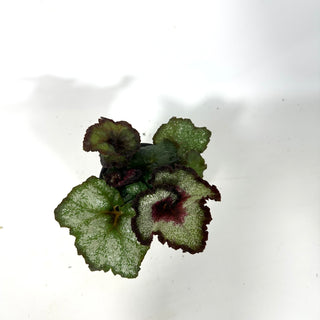 Begonia 'Maestro Miller' [#2166]