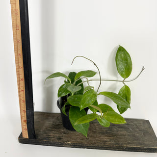 Hoya persiciana [#2192]